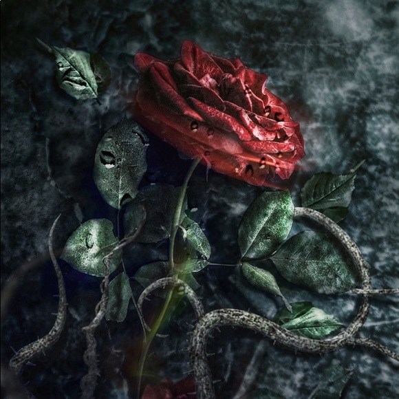 Meet your Posher, Posh - Picture 2 of 2